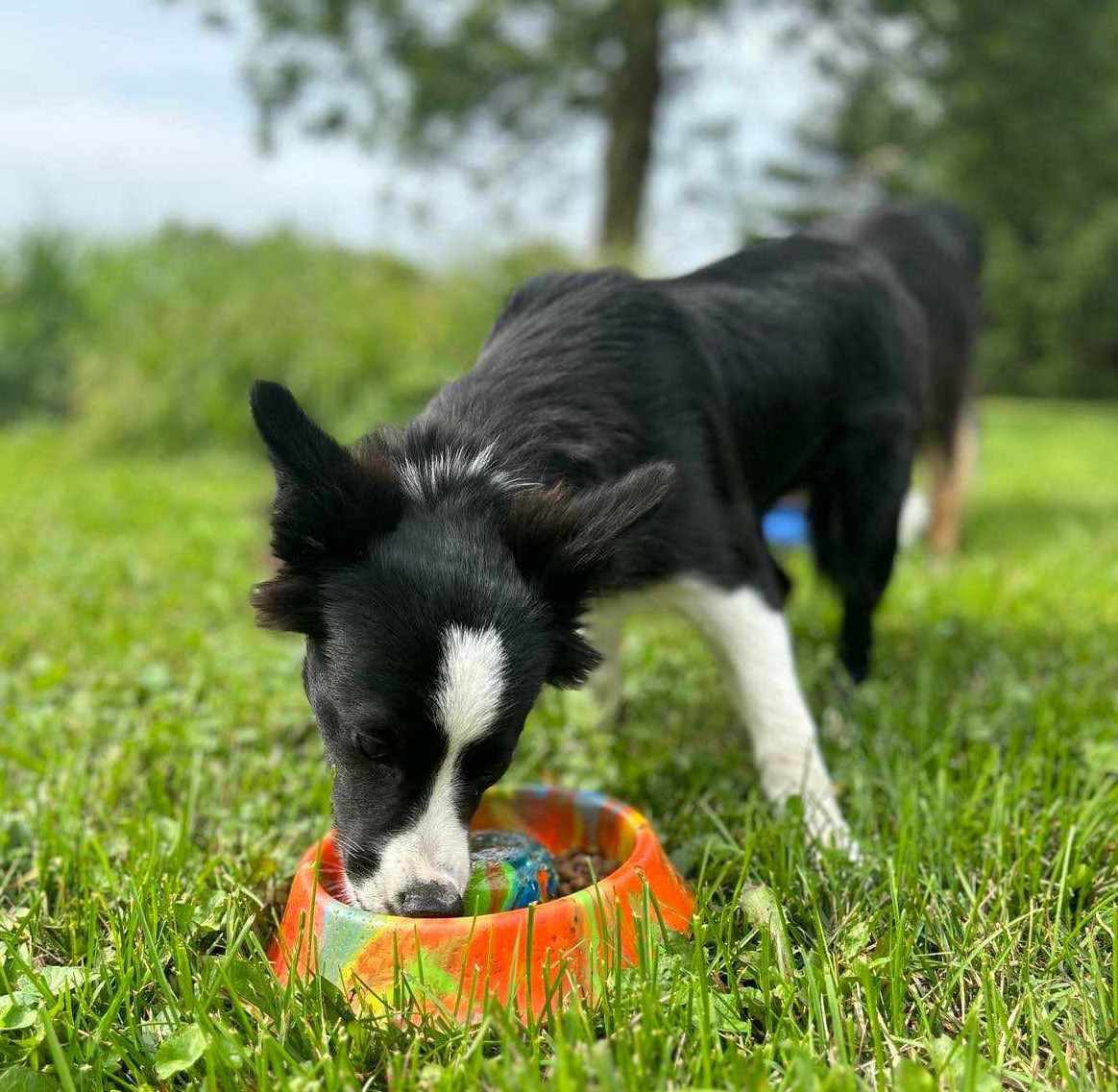 Slow Feeder Dog Bowls